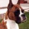 boxerone