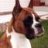 boxerone